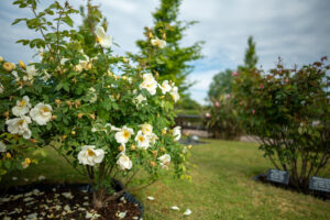 White roses in bloom in a memorial rose garden